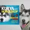 A képen a Kutyahoroszkóp című könyv látható a háttérben egy husky.