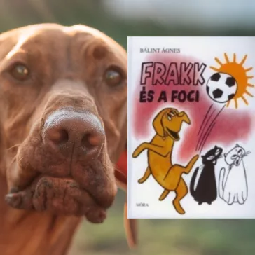 A képen a Frakk és a foci című könyv látható a háttérben egy vizsla.