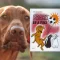 A képen a Frakk és a foci című könyv látható a háttérben egy vizsla.