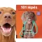 A képen a 101 lépés című könyv látható a háttérben egy vizsla.