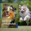 A képen az Ausztrál juhászkutya című könyv látható a háttérben egy ausztrál juhászkutya.