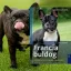A képen a Francia buldog című könyv látható a háttérben egy francia buldog.