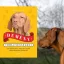 A képen a Demény bölcsességei című könyv látható a háttérben egy vizsla.
