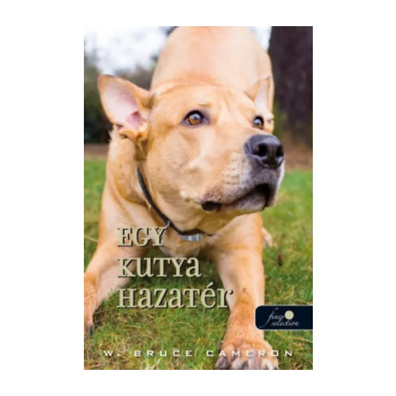 A képen az Egy kutya hazatér című könyv látható a háttérben kutyákkal.