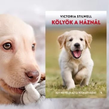 A képen a Kölyök a háznál című könyv látható a háttérben egy labrador.