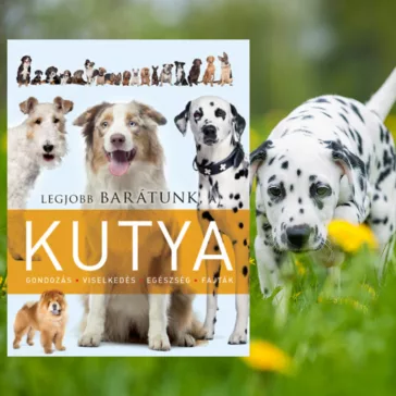 Legjobb barátunk, a kutya
