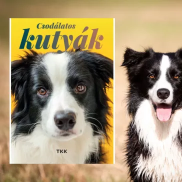 A képen a Csodálatos kutyák című könyv látható a háttérben a border collie-val.