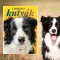 A képen a Csodálatos kutyák című könyv látható a háttérben a border collie-val.