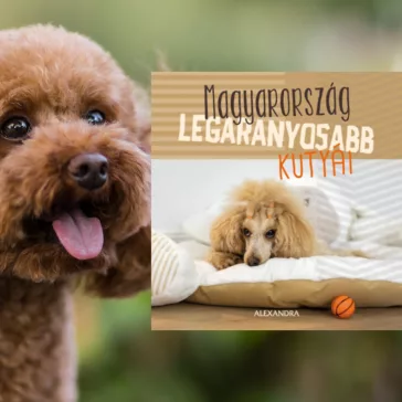 A képen a Magyarország legaranyosabb kutyái 365 gondolat című könyv látható a háttérben egy pudli.