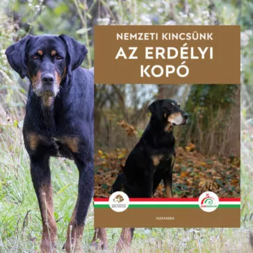 A képen Az erdélyi kopó című könyv látható a háttérben egy erdélyi kopóval.