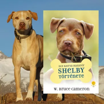A képen az Egy kutya hazatér Shelby története című könyv látható a háttérben egy pitbull.