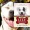 A képen a Lily története című könyv látható a háttérben egy pitbull.
