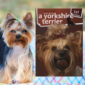 A képen A yorkshire terrier 1x1 kalauz című könyv látható a háttérben egy yorkshire terrier.