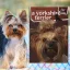 A képen A yorkshire terrier 1x1 kalauz című könyv látható a háttérben egy yorkshire terrier.