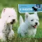 A képen A westie 1x1 kalauz című könyv látható a háttérben egy westie a fűben.