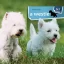A képen A westie 1x1 kalauz című könyv látható a háttérben egy westie a fűben.