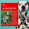 A képen A dalmata című könyv látható kutyás témájú háttérrel.